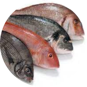 Otros Pescados